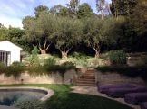 Newly-planted ancient olive grove