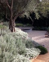Mediterranean plantings at the olive grove