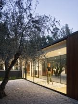 Ancient olive courtyard