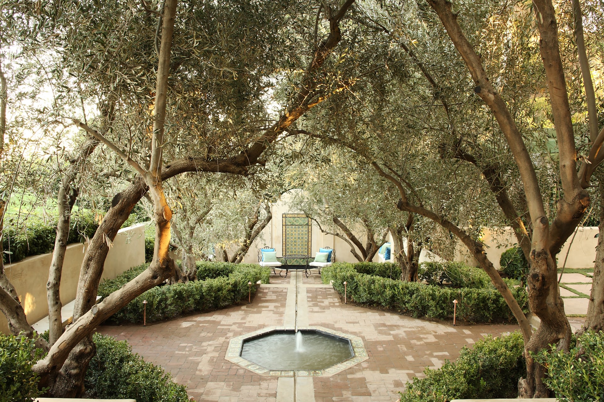 South Pasadena - Newly-planted ancient olive grove in the water garden